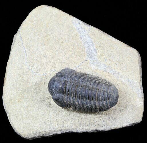 Acastoides Trilobite - Foum Zguid, Morocco #56494